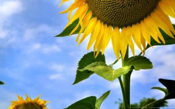Free Sunflower Wallpaper Mobile - Android / iPhone HD Wallpaper Background Download